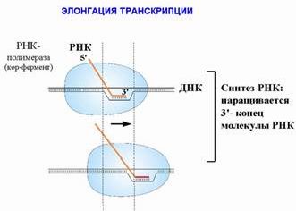 Claw.ru | Биология и химия | Синтез ДНК, РНК и белков