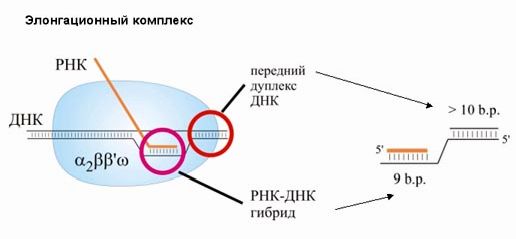 Claw.ru | Биология и химия | Синтез ДНК, РНК и белков