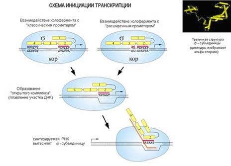 Claw.ru | Биология и химия | Синтез ДНК, РНК и белков