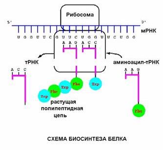 Claw.ru | Биология и химия | Синтез ДНК, РНК и белков