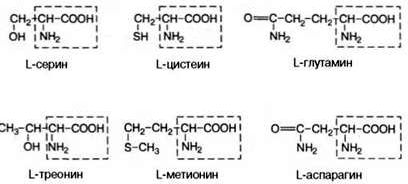 Claw.ru | Биология и химия | Классификация аминокислот