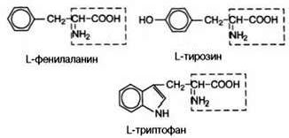 Claw.ru | Биология и химия | Классификация аминокислот