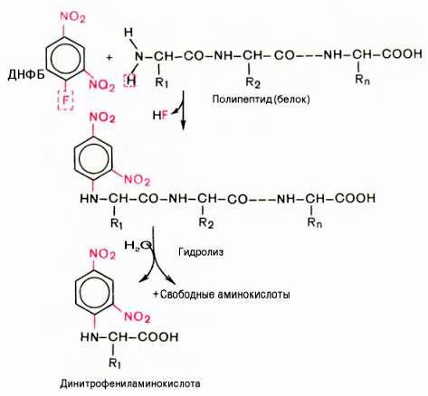 Claw.ru | Биология и химия | Методы определения N-концевой аминокислоты
