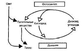 Claw.ru | Биология и химия | Круговорот веществ и поток энергии в экосистемах