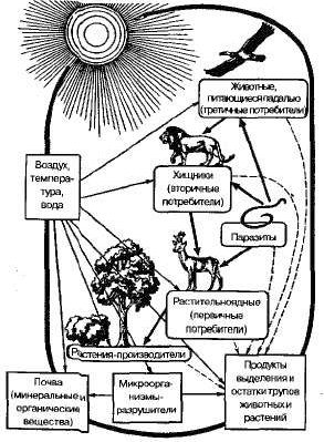 Claw.ru | Биология и химия | Круговорот веществ и поток энергии в экосистемах