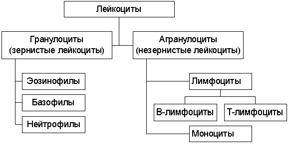 Claw.ru | Биология и химия | Лейкоциты