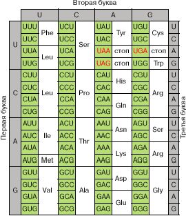 Claw.ru | Биология и химия | Что и как закодировано в мРНК
