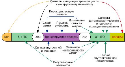 Claw.ru | Биология и химия | Что и как закодировано в мРНК