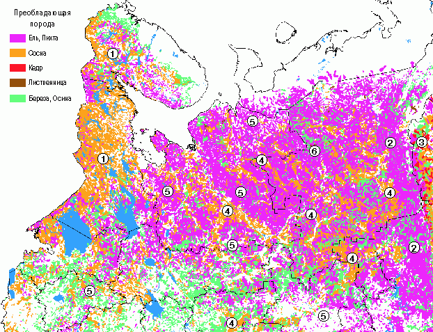 Claw.ru | Рефераты по геологии | Общая характеристика лесов Европейского Севера России