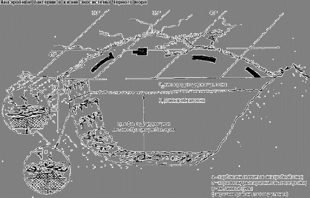 Claw.ru | Рефераты по геологии | Анаэробные бактерии в жизни экосистемы Черного моря