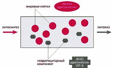 Claw.ru | Рефераты по медицине | Эндокринная функция жировой ткани