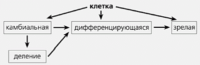 Claw.ru | Рефераты по медицине | Что такое стволовые клетки