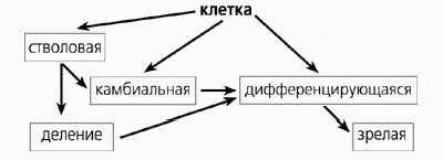 Claw.ru | Рефераты по медицине | Что такое стволовые клетки