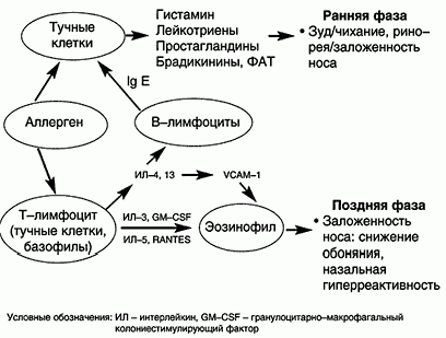 Claw.ru | Рефераты по медицине | Эффективность и безопасность цетиризина (Летизена) у больных аллергическим ринитом