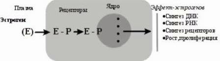 Claw.ru | Рефераты по медицине | Чувствительность эстрогензависимых тканей к эстриолу