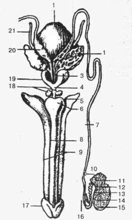 Claw.ru | Рефераты по медицине | Анатомия половой системы