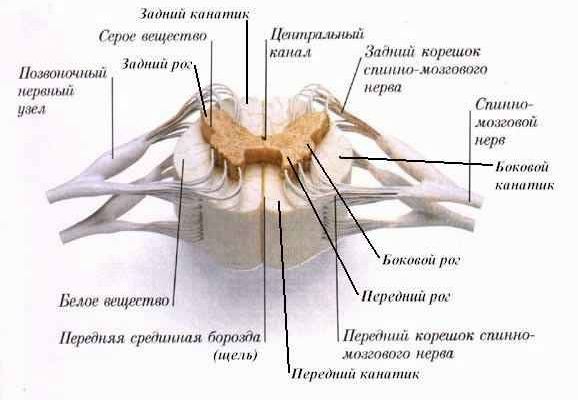 Claw.ru | Рефераты по медицине | Анатомия спинного мозга