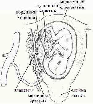 Claw.ru | Рефераты по медицине | Физиология половой системы