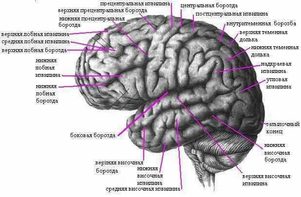 Claw.ru | Рефераты по медицине | Головной мозг