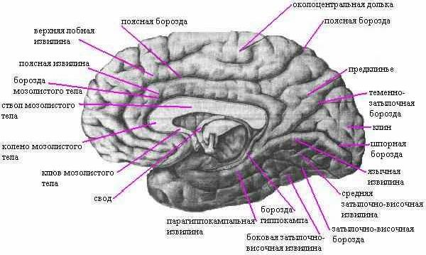 Claw.ru | Рефераты по медицине | Головной мозг