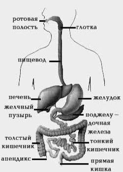 Claw.ru | Рефераты по медицине | Анатомия и физиология пищеварительной системы человека