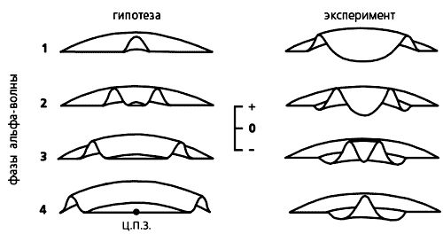 Claw.ru | Рефераты по медицине | Волновые процессы в зрительной коре мозга