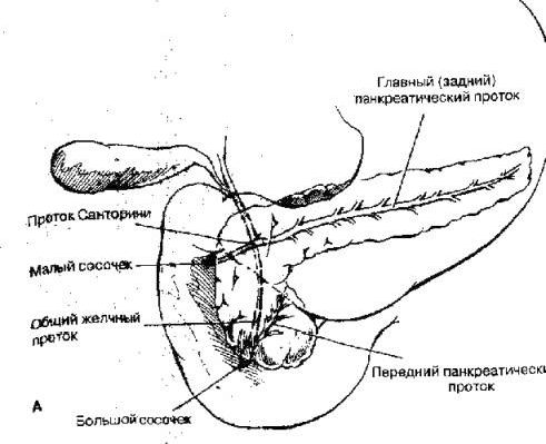 Claw.ru | Рефераты по медицине | Анатомия поджелудочной железы