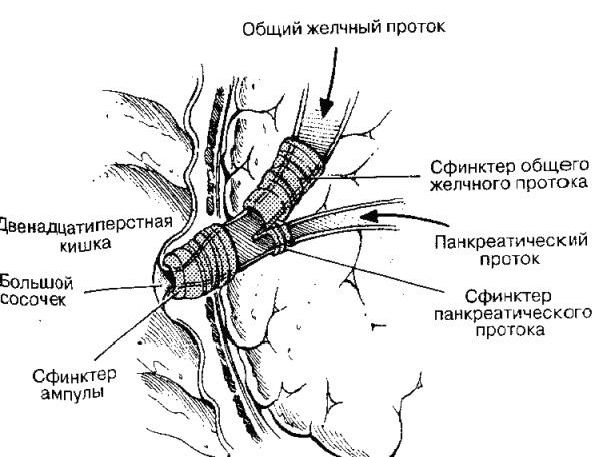 Claw.ru | Рефераты по медицине | Анатомия поджелудочной железы