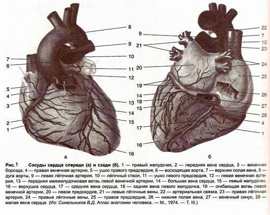 Claw.ru | Рефераты по медицине | Топографо-анатомическое обоснование доступов для малоинвазивного шунтирования коронарных артерий