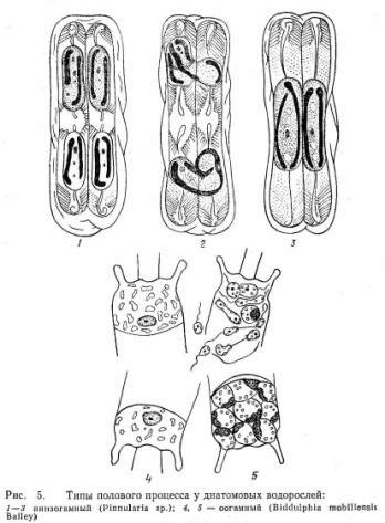 Claw.ru | Рефераты по науке и технике | Классификация и жизненные циклы диатомовых