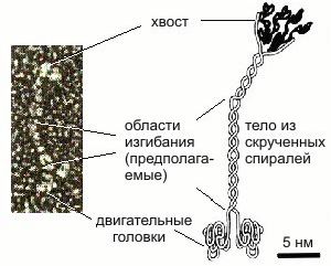 Claw.ru | Рефераты по науке и технике | Обзор биологических наномоторов