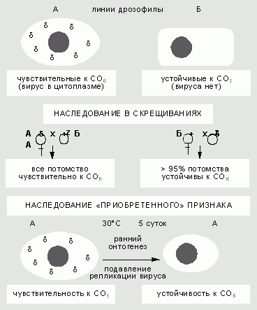 Claw.ru | Рефераты по науке и технике | Неканонические наследственные изменения