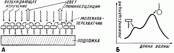 Claw.ru | Рефераты по науке и технике | Молекулы-русалки