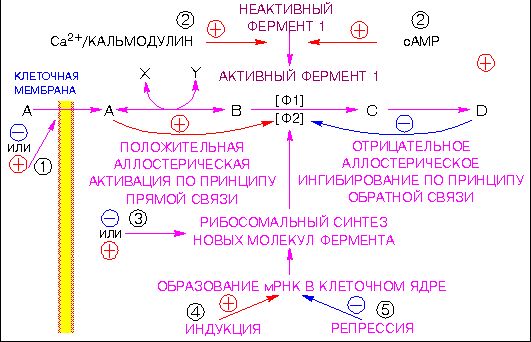 Claw.ru | Рефераты по науке и технике | Биологические ритмы как способ существования живой материи