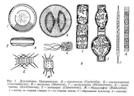 Claw.ru | Рефераты по науке и технике | Классификация и жизненные циклы диатомовых
