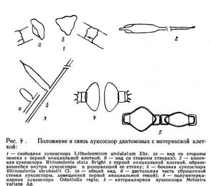 Claw.ru | Рефераты по науке и технике | Классификация и жизненные циклы диатомовых