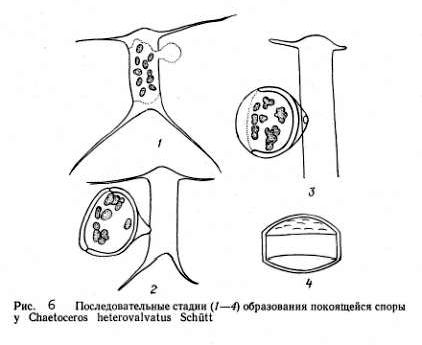 Claw.ru | Рефераты по науке и технике | Классификация и жизненные циклы диатомовых