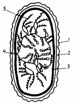 Claw.ru | Рефераты по науке и технике | Мир прокариотной клетки