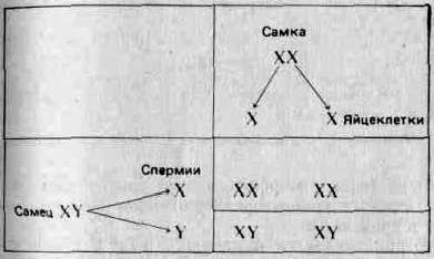 Claw.ru | Рефераты по науке и технике | Принципы эволюции