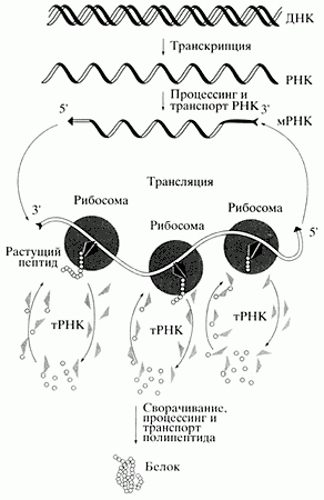 Claw.ru | Рефераты по науке и технике | Структурная и молекулярная организация генного вещества