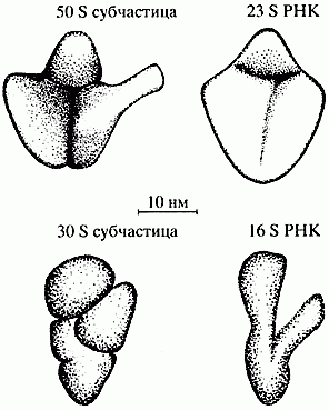 Claw.ru | Рефераты по науке и технике | Структурная и молекулярная организация генного вещества