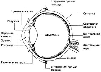 Claw.ru | Рефераты по науке и технике | Зрительная сенсорная система