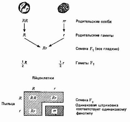 Claw.ru | Рефераты по науке и технике | Принципы эволюции