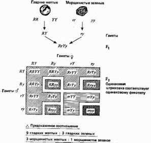 Claw.ru | Рефераты по науке и технике | Принципы эволюции