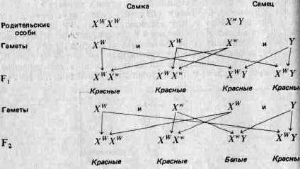 Claw.ru | Рефераты по науке и технике | Принципы эволюции