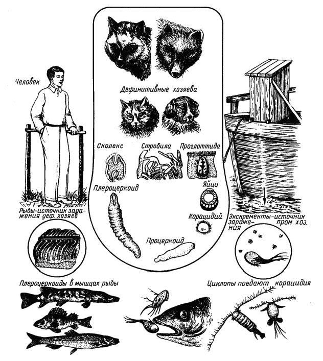 Claw.ru | Рефераты по науке и технике | Распространение дифиллоботриоза в Костромской области и борьба с ним