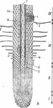 Claw.ru | Рефераты по науке и технике | Меристемы или образовательные ткани