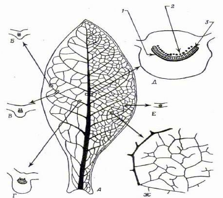 Claw.ru | Рефераты по науке и технике | Проводящая система листьев. Строение, типы  жилкования