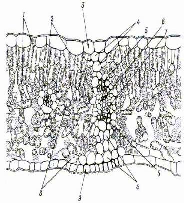 Claw.ru | Рефераты по науке и технике | Проводящая система листьев. Строение, типы  жилкования