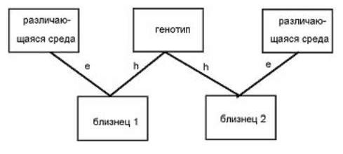 Claw.ru | Рефераты по психологии | Разновидности близнецового метода